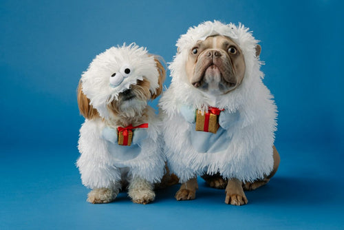 Pet Owner Gifts: Top 5 Thoughtful Ideas for 2024