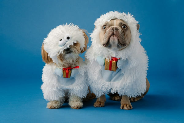 Pet Owner Gifts: Top 5 Thoughtful Ideas for 2024