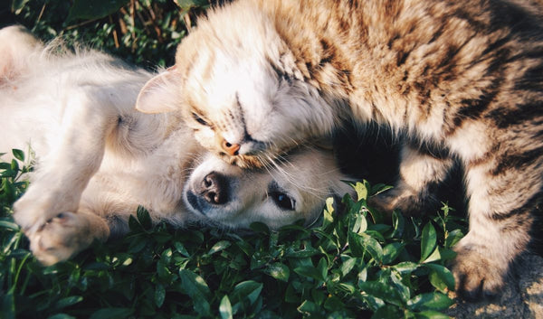 Many Pets: Simplifying Pet Insurance for Multiple Animals