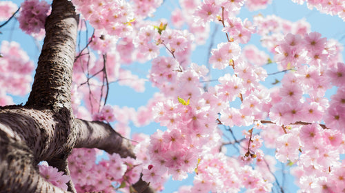 Spring into Savings: Affordable Gadgets to Brighten Your Season!