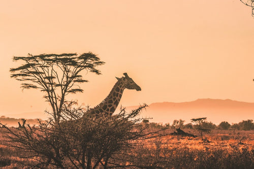 Kenya Safari Tours: Your Guide to Choosing the Right Adventure