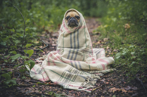 13 Best Products for Playtime with Your Furry Friend: Fun Dog Edition