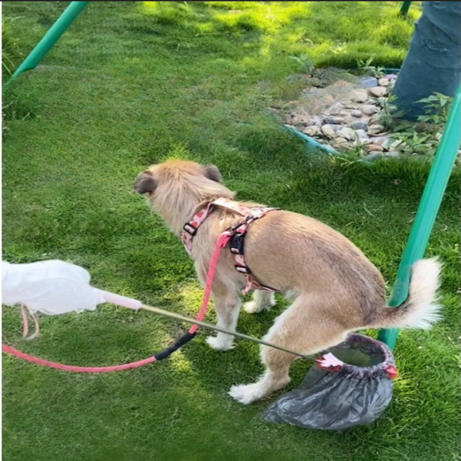Telescopic Outdoor Pet Waste Scooper - Image 4