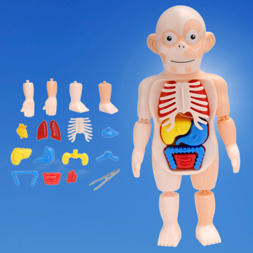 Educational Human Body Interactive Toy - Image 0