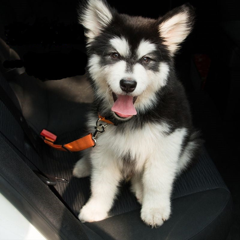 Vehicle Car Auto Seatbelt for Puppies - Image 4