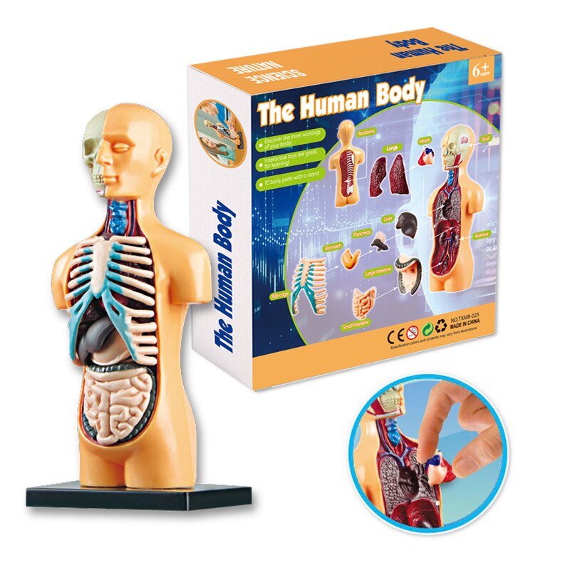 Educational Human Body Interactive Toy - Image 3