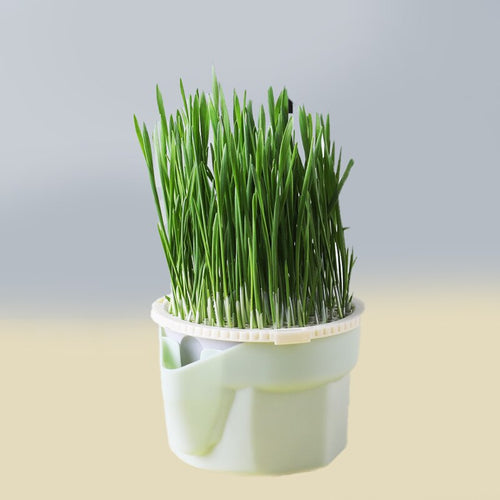 Cat Snack Mint Planting Pot - Image 0
