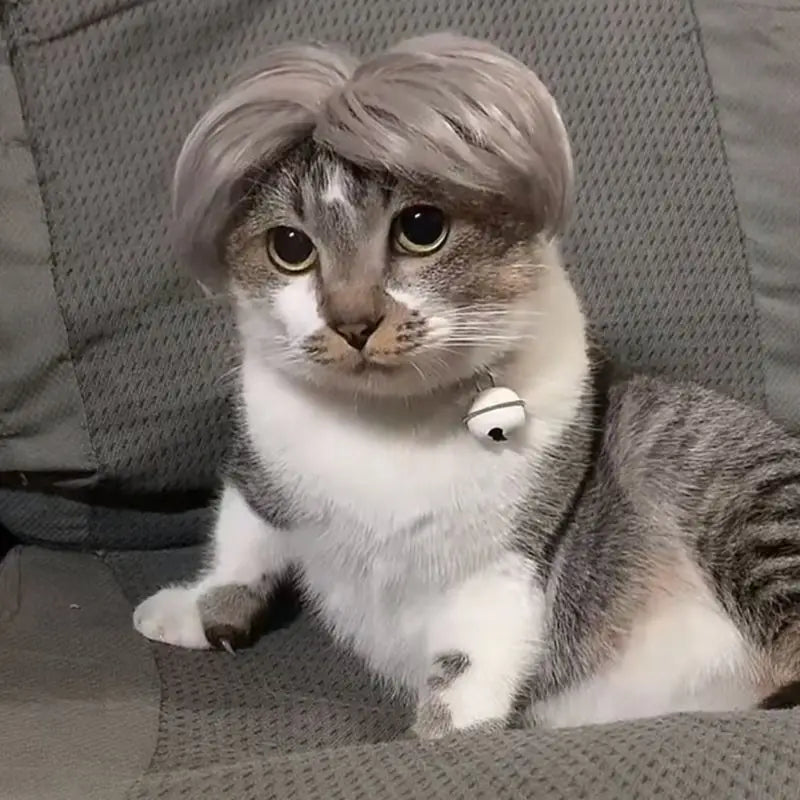 Auntie Style Funny Pet Wig - Image 1