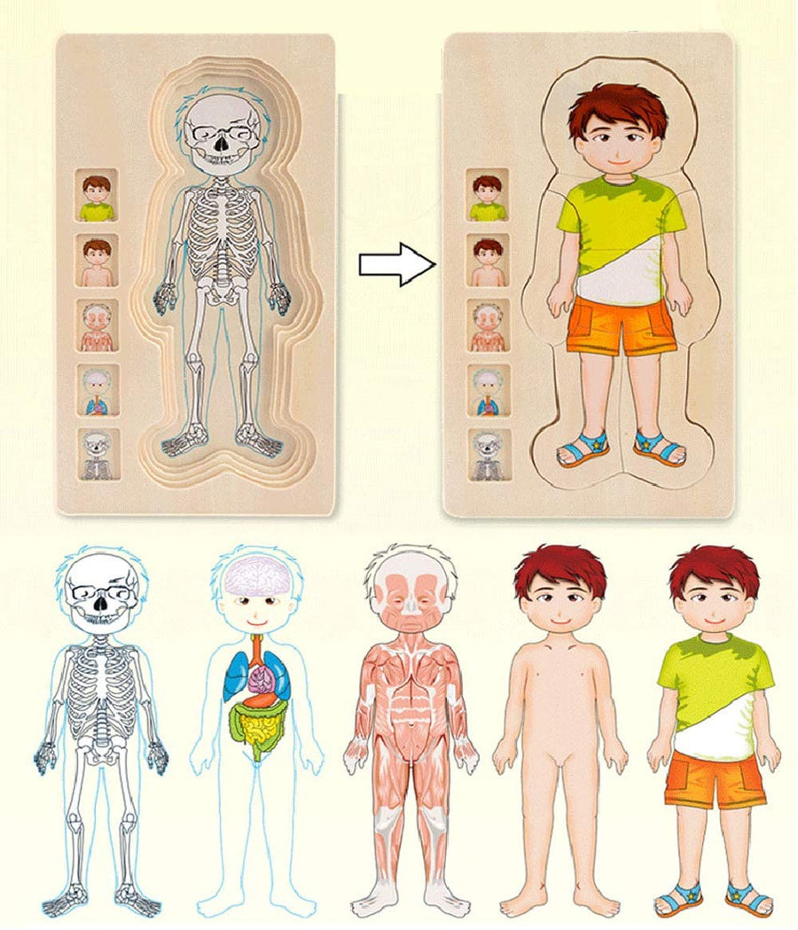 Anatomy Explorer Interactive Human Body Toy - Image 1