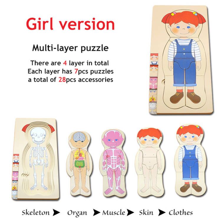 Anatomy Explorer Interactive Human Body Toy - Image 3