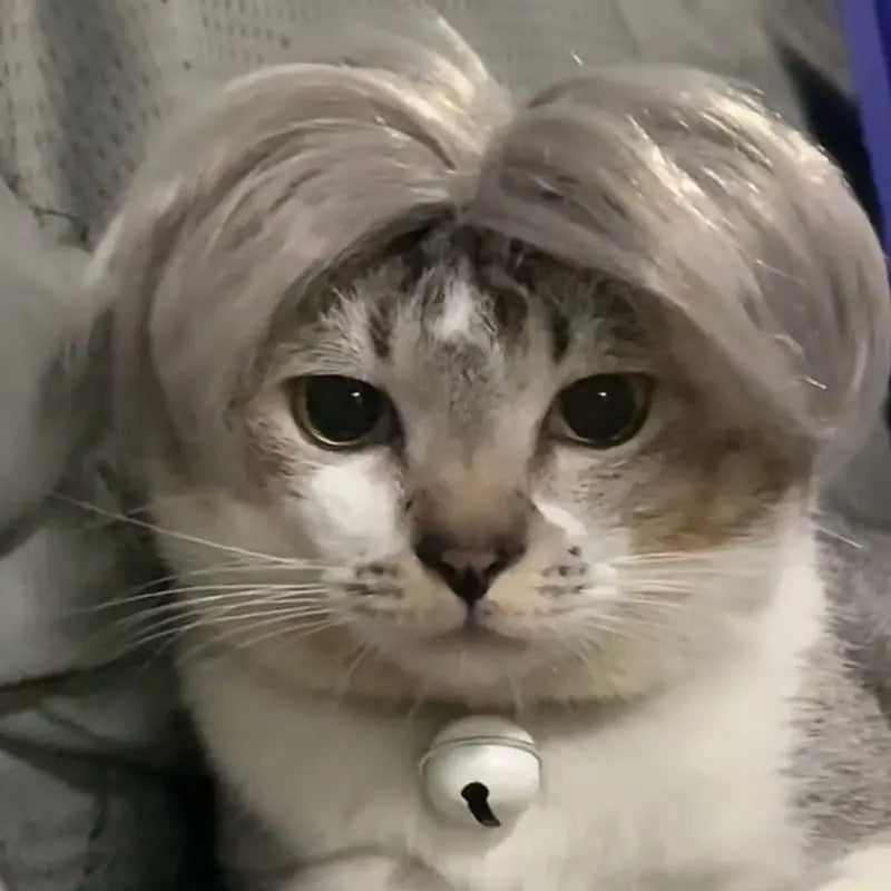 Auntie Style Funny Pet Wig - Image 4