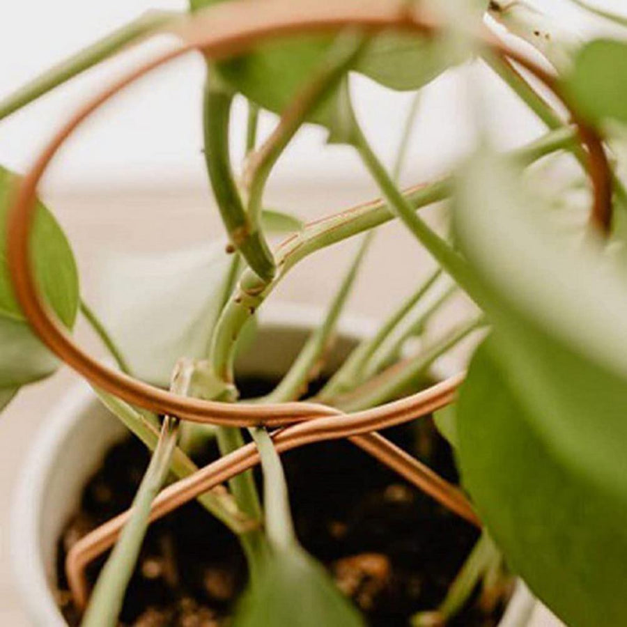 Nordic Plant Climbing Rack - Image 3