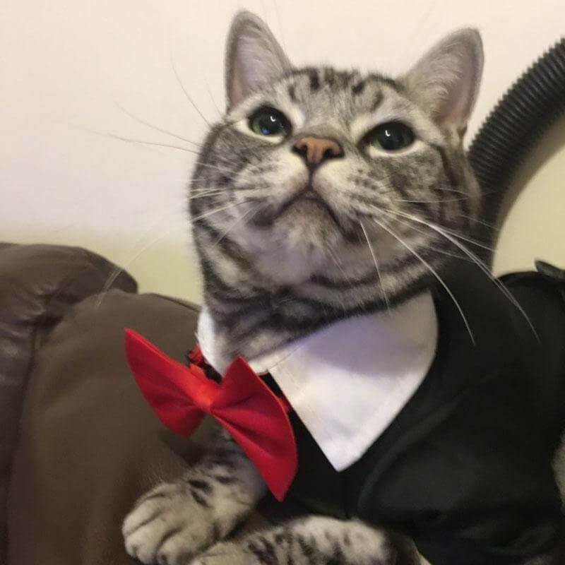 Pet Suit Costume - Image 3