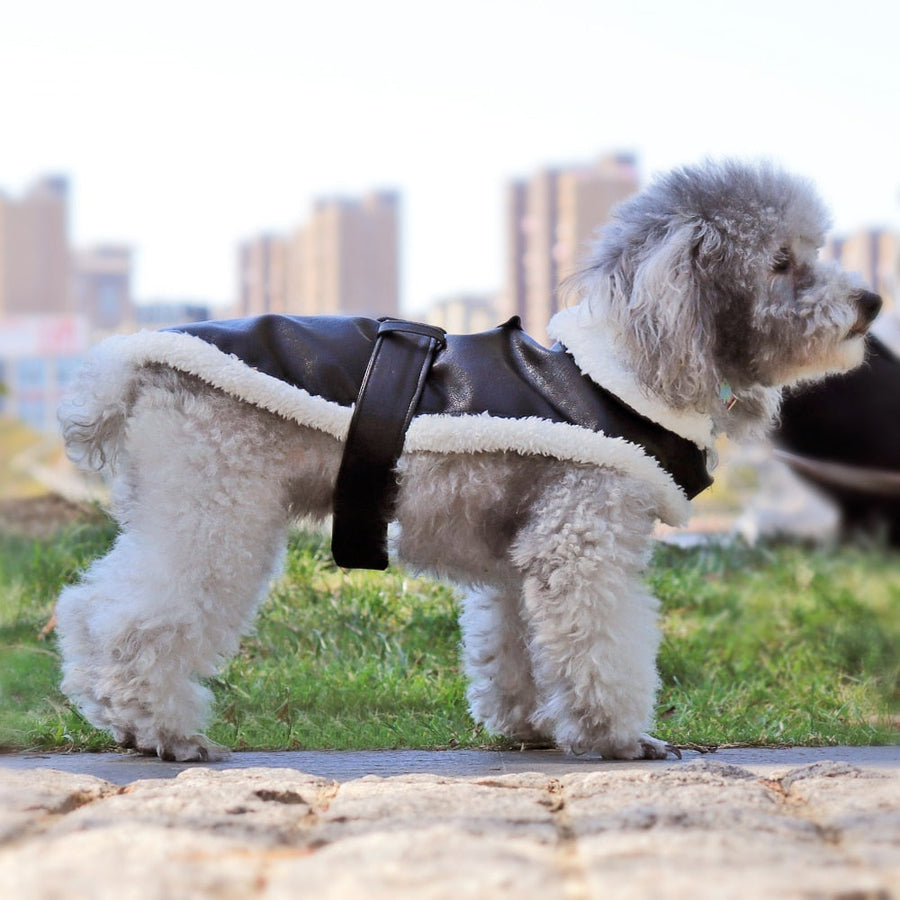 Cool Cute Leather Pet Jacket - Image 4