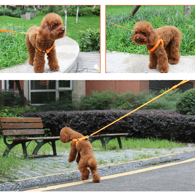 Rechargeable Luminous LED Dog Leash - Image 6