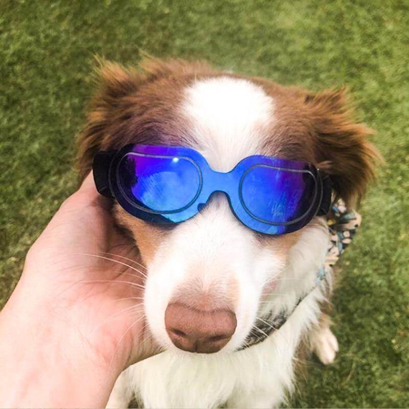 Cool Pet Fashion Helmet & Riding Cap - Image 6