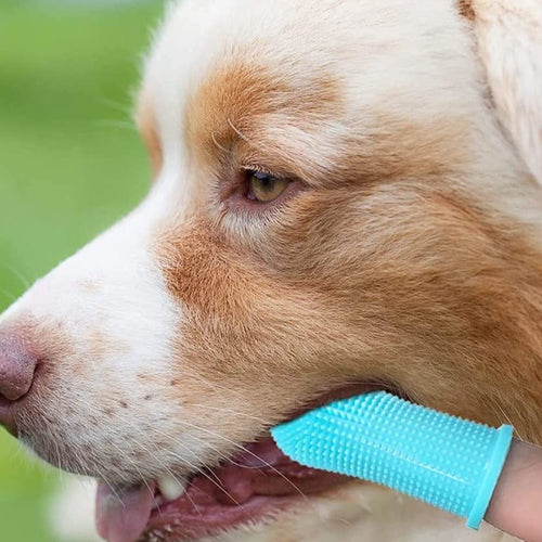 Creative Pet Finger Toothbrush - Image 0