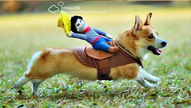 Riding Horse Dog Costume - Image 1