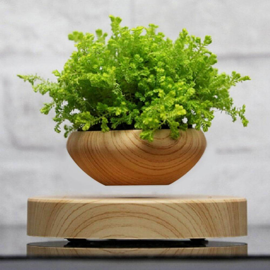 Levitating Indoor Air Plant - Image 0