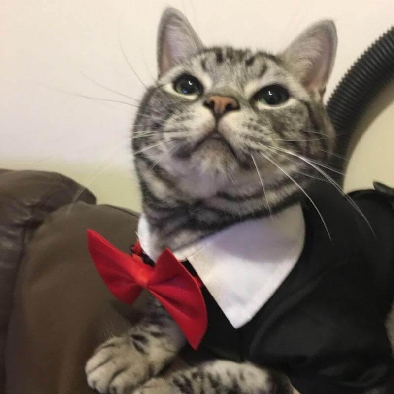 Pet Suit Costume - Image 5