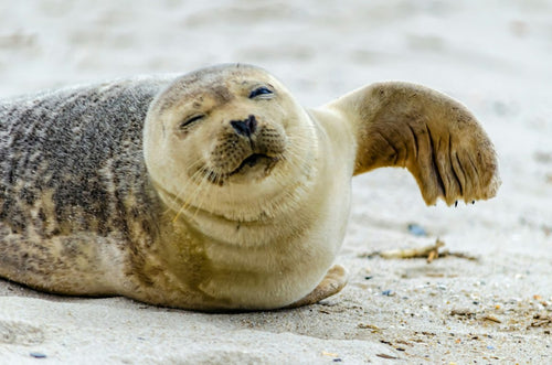 Tiny Seal: What It Is and Why You Might Want One