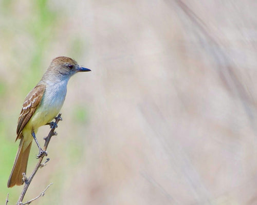 Flycatcher: What It Is, How It Works, and Why You Might Need One