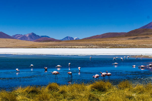 Bolivia Tours: Your Guide to the Salt Flats and Amazon