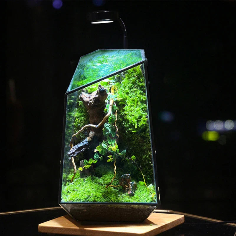 Modern Geometric Terrarium: The Unique Gift That Brings Nature Indoors