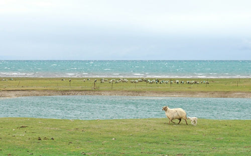 Cute Sheep Shaped Water Bottle: A Parent's Guide