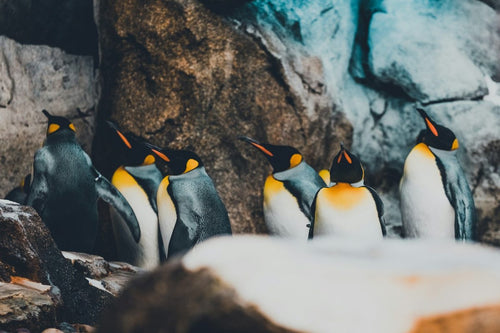 Penguin Refrigerator: What It Is and Who It's For