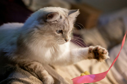 Cat Entertainment: Top 5 Gadgets to Amuse Your Feline Friend