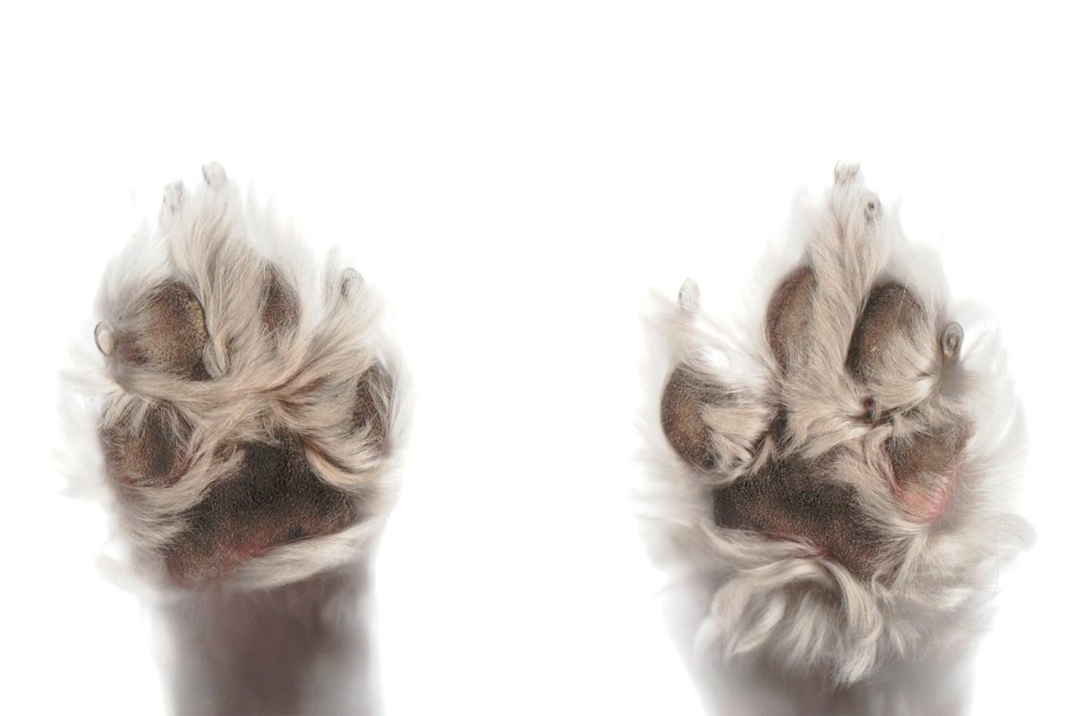 Paws and Claws Animal Hospital Guide