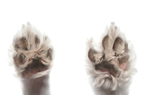Paws and Claws Animal Hospital Guide