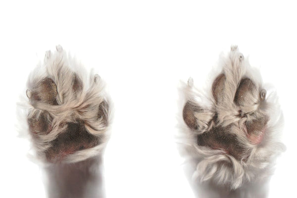 Paws and Claws Animal Hospital Guide