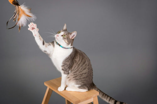 Automatic Cat Teaser: Swinging Wand Toy Explained