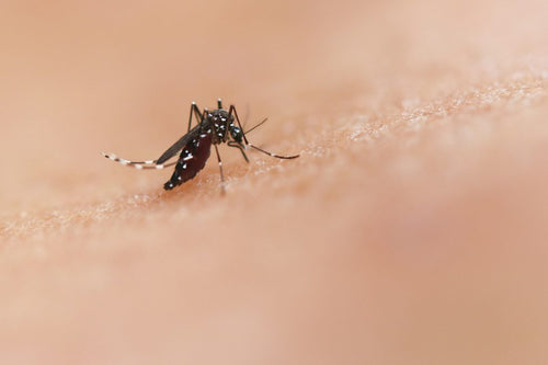 Zanzariera: Your Guide to Mosquito Screens