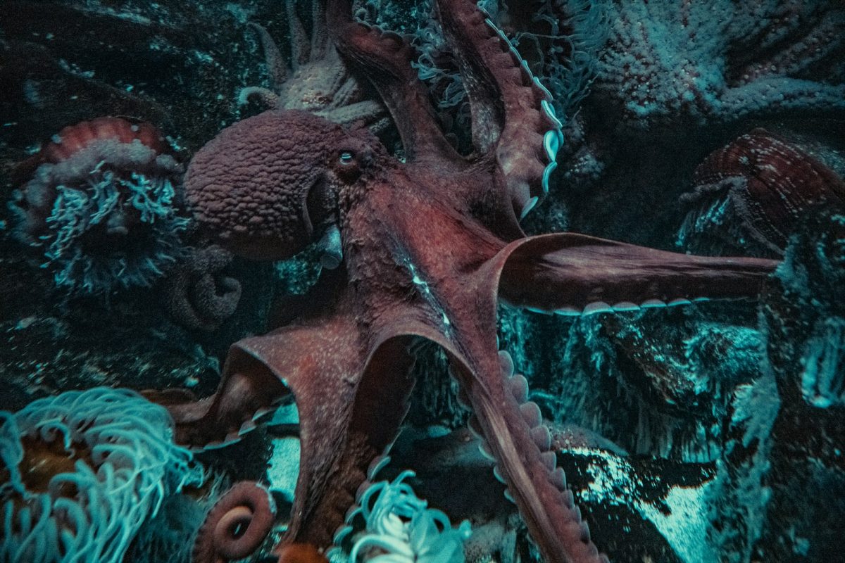 Octopus Blanket: What It Is, Types, and Sizing