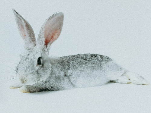 Little Rabbit Massage Floor Mat: An Explainer