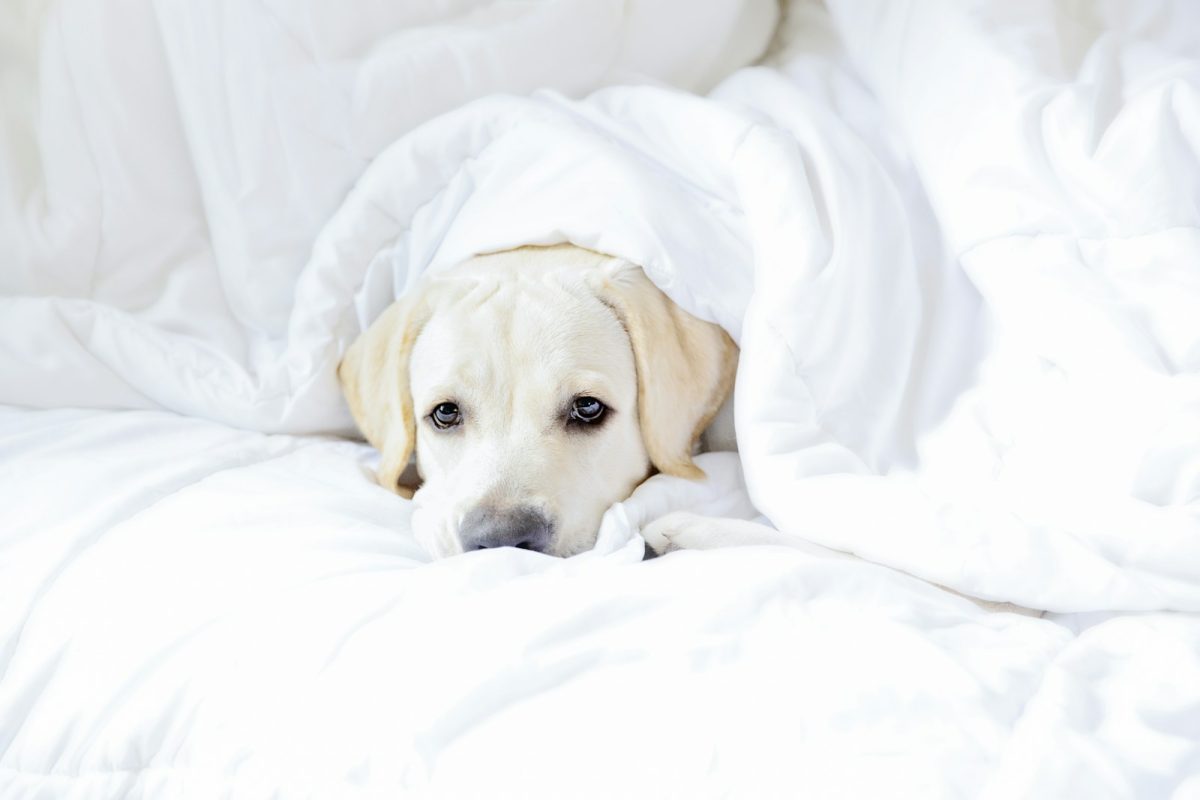 Cozy Blankets: Your Guide to Warmth and Comfort