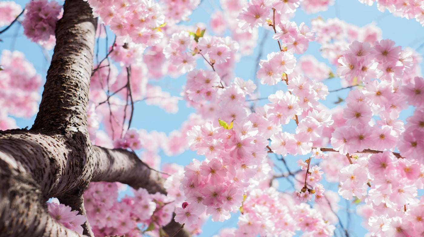 Spring into Savings: Affordable Gadgets to Brighten Your Season!