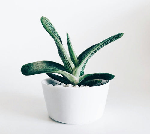 Gift for a Plant Parent: 7 Ideas That Solve Real Problems