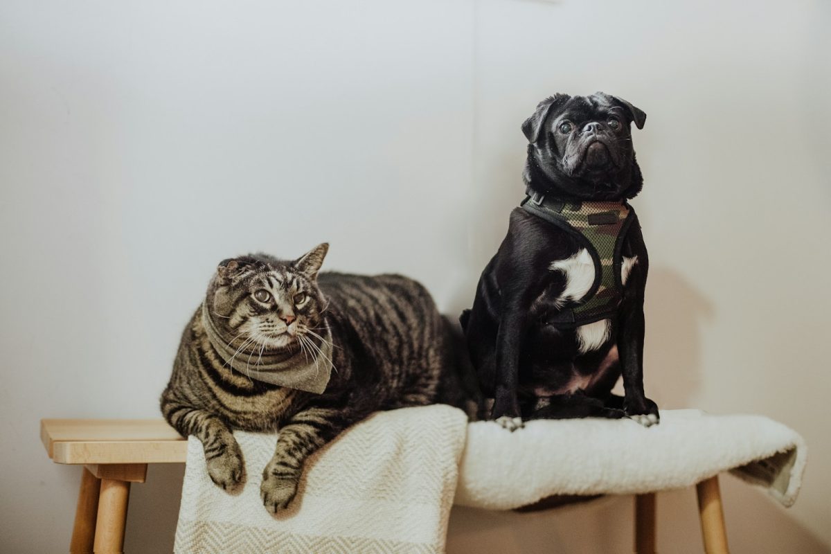 Best Friends Pet Care: A Guide to Their Services