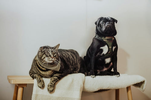 Best Friends Pet Care: A Guide to Their Services