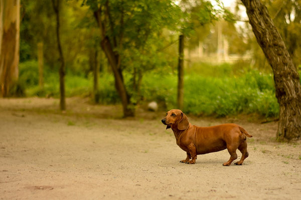 Dachshund Dogs: What to Know Before You Get One