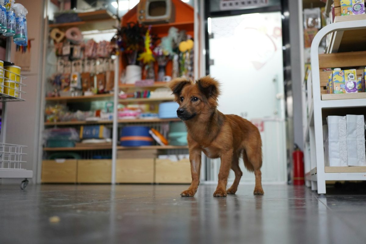 Pet Store Adoption: What You Need to Know