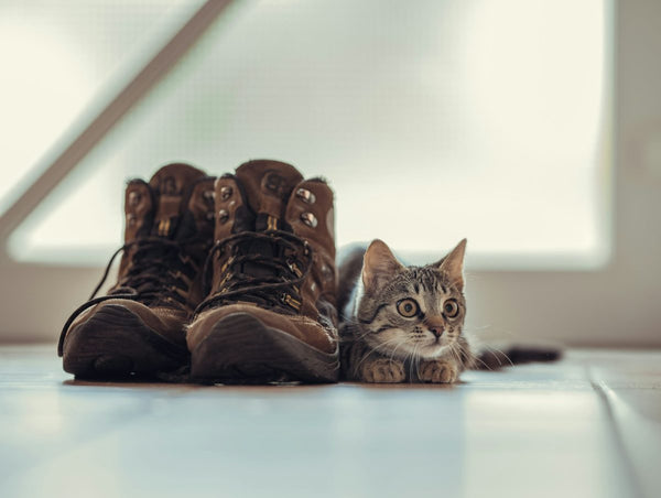Cat Shoes: What Are They For and Do Cats Need Them?
