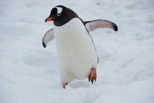 Penguin: A Deep Dive into These Flightless Birds