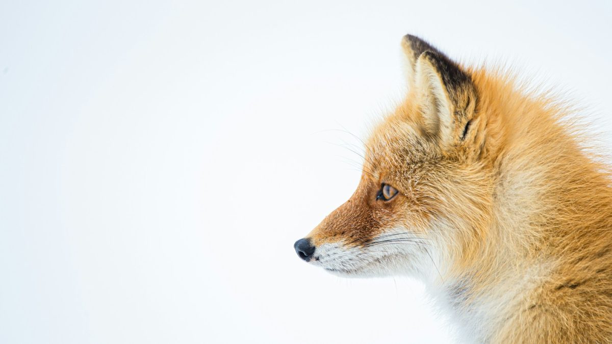 Fox Ears: How to Choose, Wear, and Care for Them
