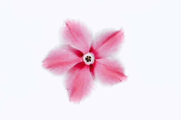 Magnetic Levitation Flower Lamp Explained