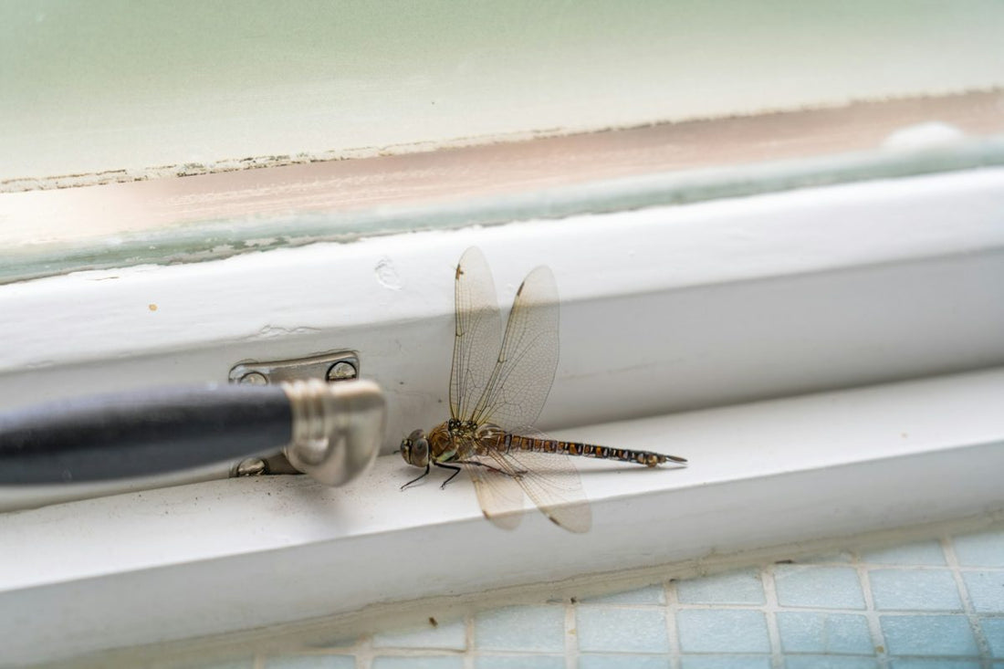 Dragonfly Pen Guide: What It Is and Best Options